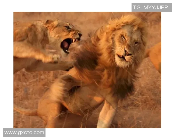 史上最强对决霸王龙与东北虎的生死搏斗视频大揭秘